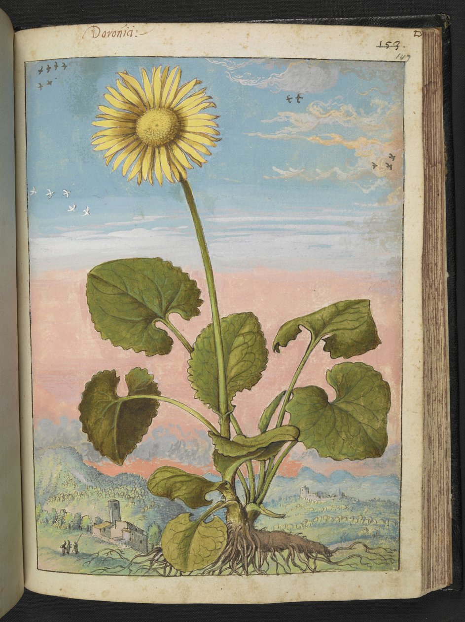 Doronicum austriacum: En växt med en gul blomma, från "Paintings of Flora of the Roman States" av Gherardo Cibo, Add MS 22333, f147r, c.1564-84 (akvarell & gouache på papper) av Gherardo Cibo