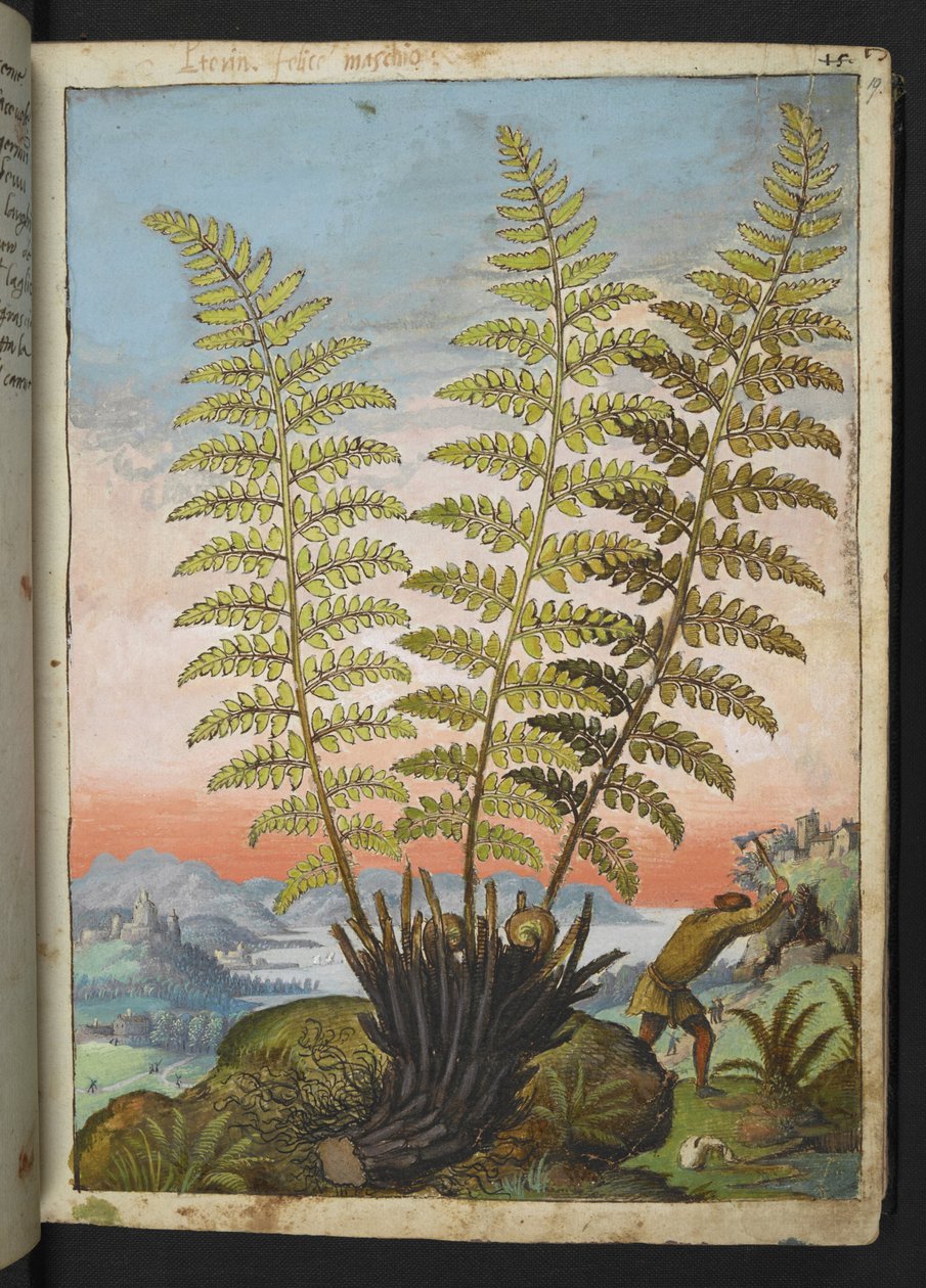 Dryopteris filix mas: En ormbunke, från "Paintings of Flora of the Roman States" av Gherardo Cibo, Add MS 22333, f019r, c.1564-84 (akvarell & gouache på papper) av Gherardo Cibo