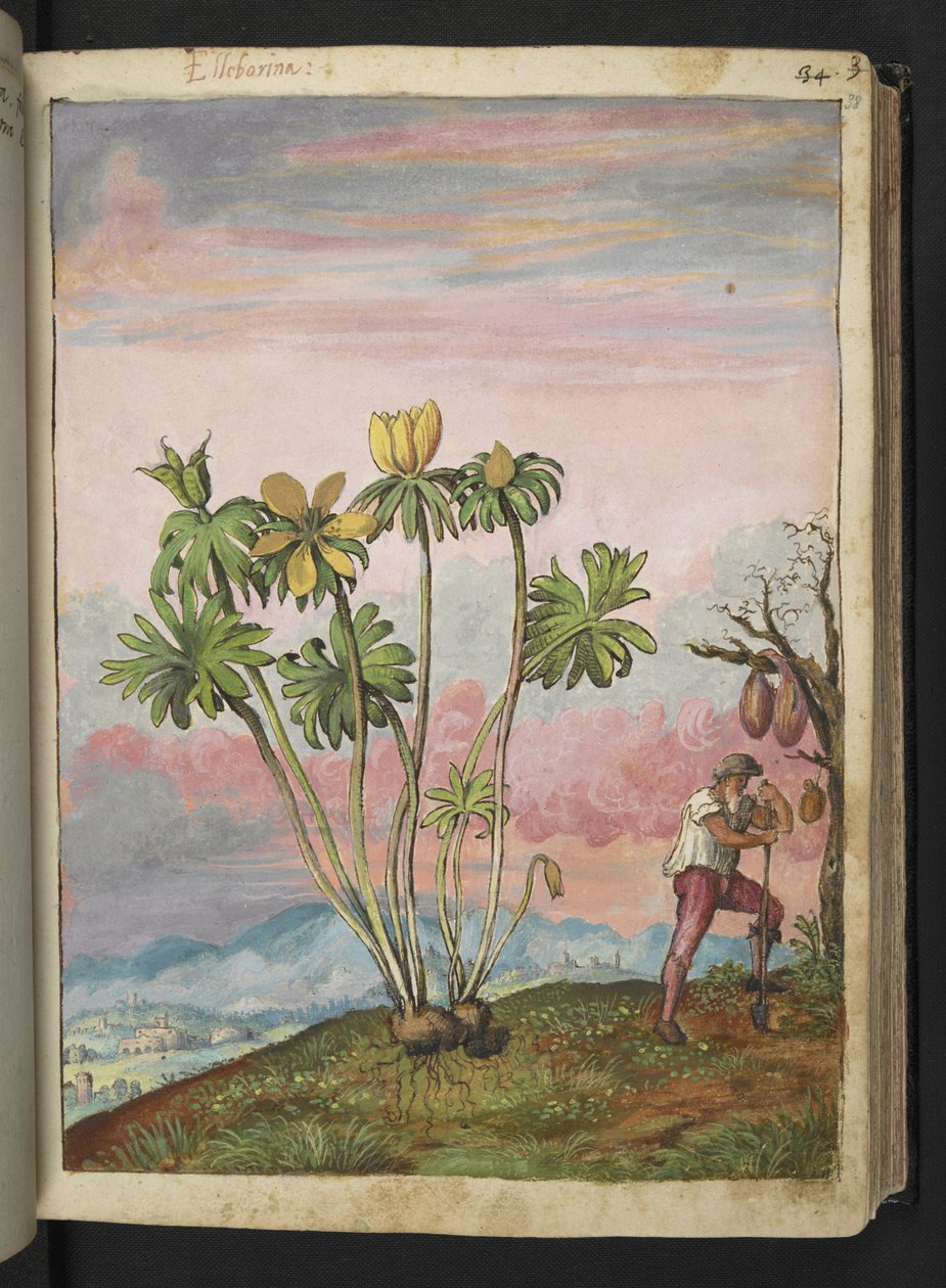 Eranthis hyemalis, från "Paintings of Flora of the Roman States" av Gherardo Cibo, Add MS 22333, f038r, c.1564-84 (akvarell & gouache på papper) av Gherardo Cibo