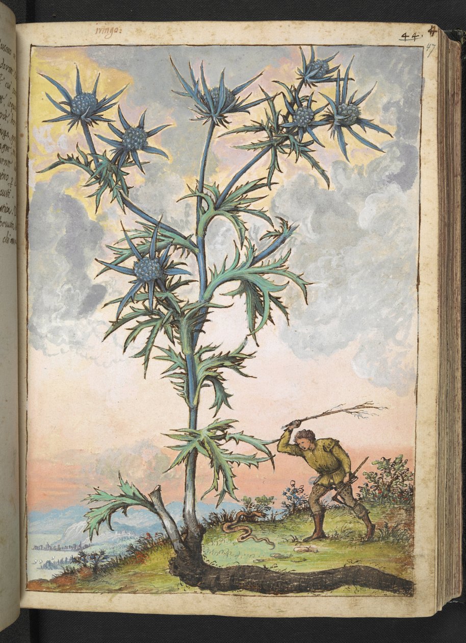 Eryngium maritimum, från "Paintings of Flora of the Roman States" av Gherardo Cibo, Add MS 22333, f047r, c.1564-84 (akvarell & gouache på papper) av Gherardo Cibo