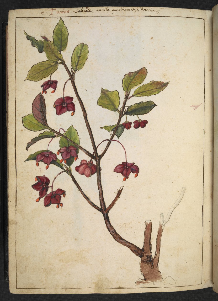 Euonymus europaeus (Europeisk spindel): en växt med röda kronblad, från "Paintings of Flora of the Roman States" av Gherardo Cibo, Add MS 22333, f183v, c.1564-84 (akvarell & gouache på papper) av Gherardo Cibo