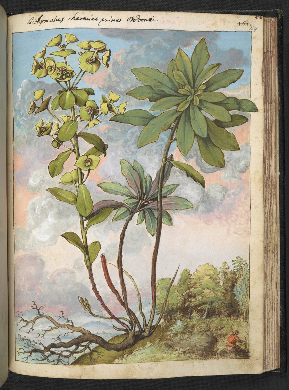 Euphorbia amygdaloides eller Euphorbia characias, från "Paintings of Flora of the Roman States" av Gherardo Cibo, Add MS 22333, f154r, c.1564-84 (akvarell & gouache på papper) av Gherardo Cibo