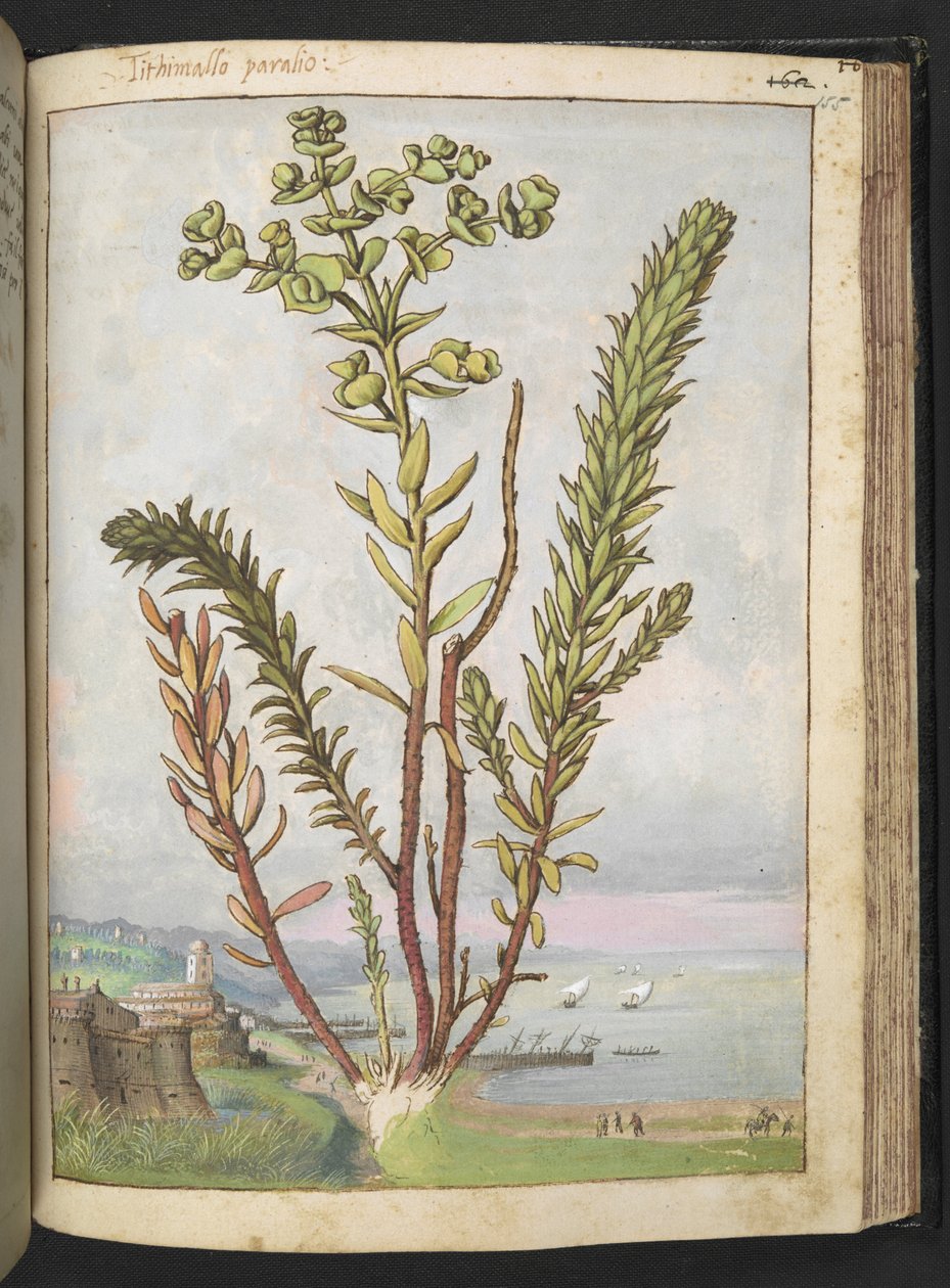 Euphorbia paralias, från "Paintings of Flora of the Roman States" av Gherardo Cibo, Add MS 22333, f155r, c.1564-84 (akvarell & gouache på papper) av Gherardo Cibo