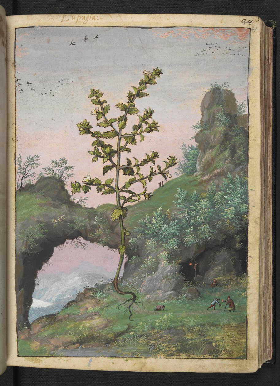 Euphrasia officinalis, från "Paintings of Flora of the Roman States" av Gherardo Cibo, Add MS 22333, f041r, c.1564-84 (akvarell & gouache på papper) av Gherardo Cibo