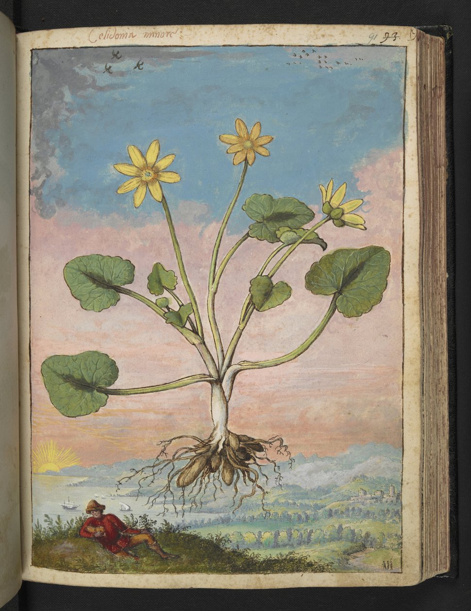 Ficaria verna, från "Paintings of Flora of the Roman States" av Gherardo Cibo, Add MS 22333, f091r, c.1564-84 (akvarell & gouache på papper) av Gherardo Cibo