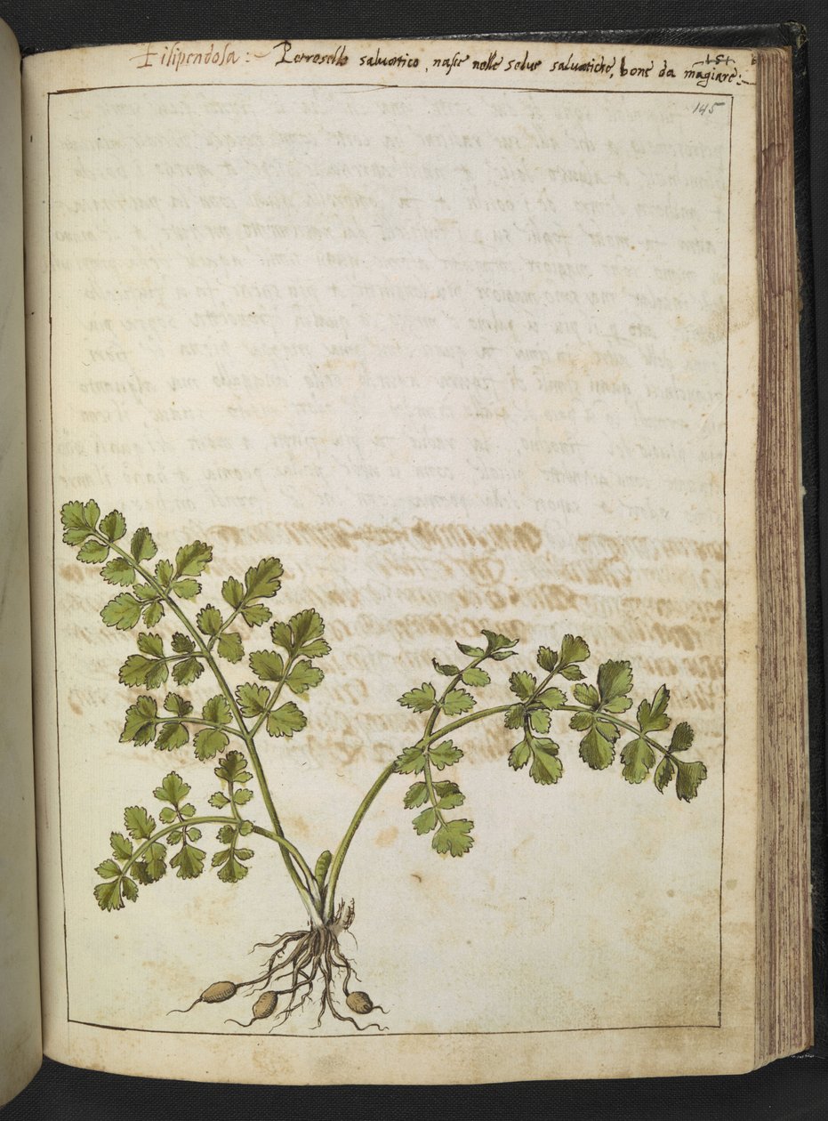 Filipendula, från "Målningar av flora av de romerska staterna" av Gherardo Cibo, lägg till MS 22333, F145R, c.1564-84 (akvarell & gouache på papper) av Gherardo Cibo