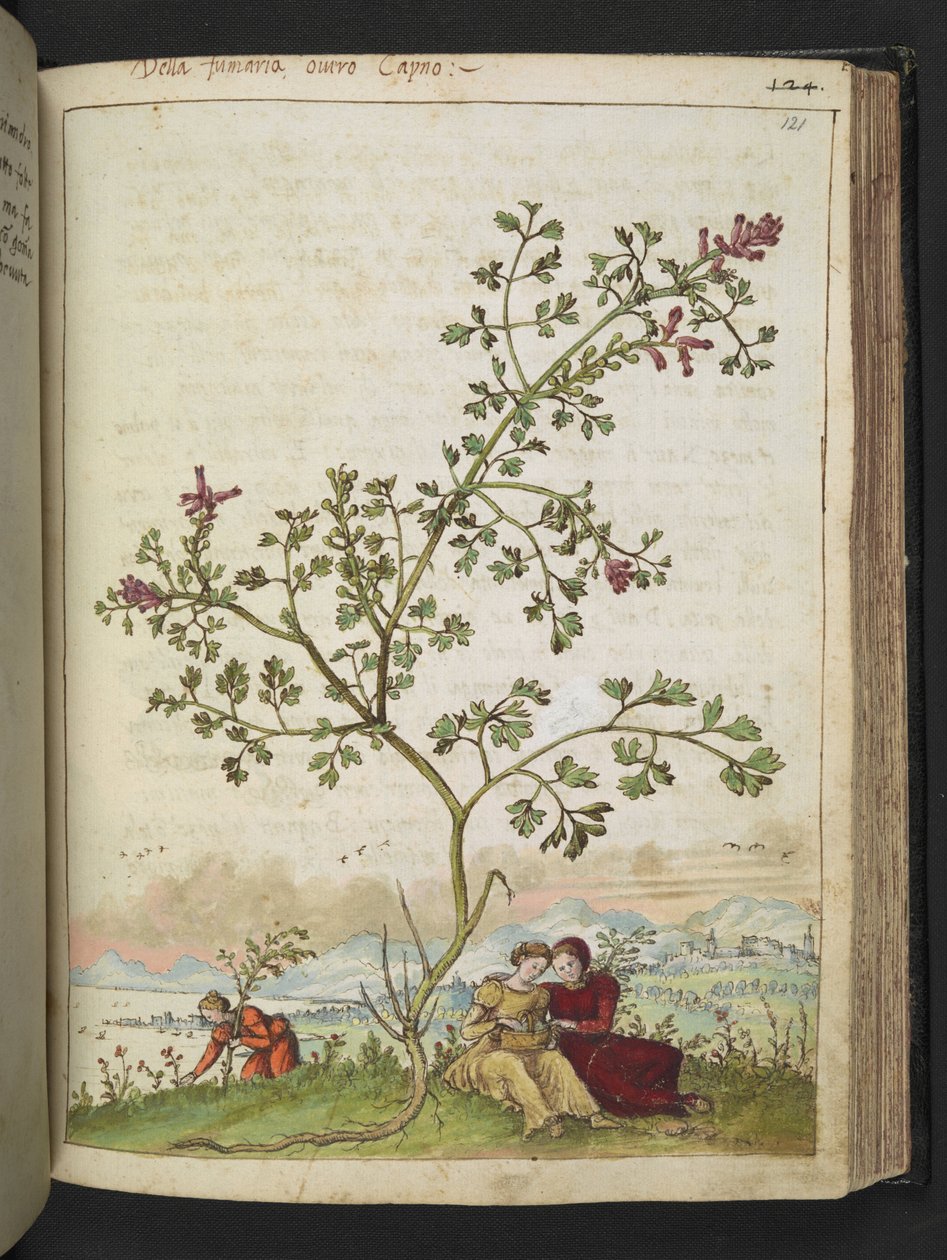 Fumaria gaillardotii , från "Paintings of Flora of the Roman States" av Gherardo Cibo, Add MS 22333, f121r, c.1564-84 (akvarell & gouache på papper) av Gherardo Cibo