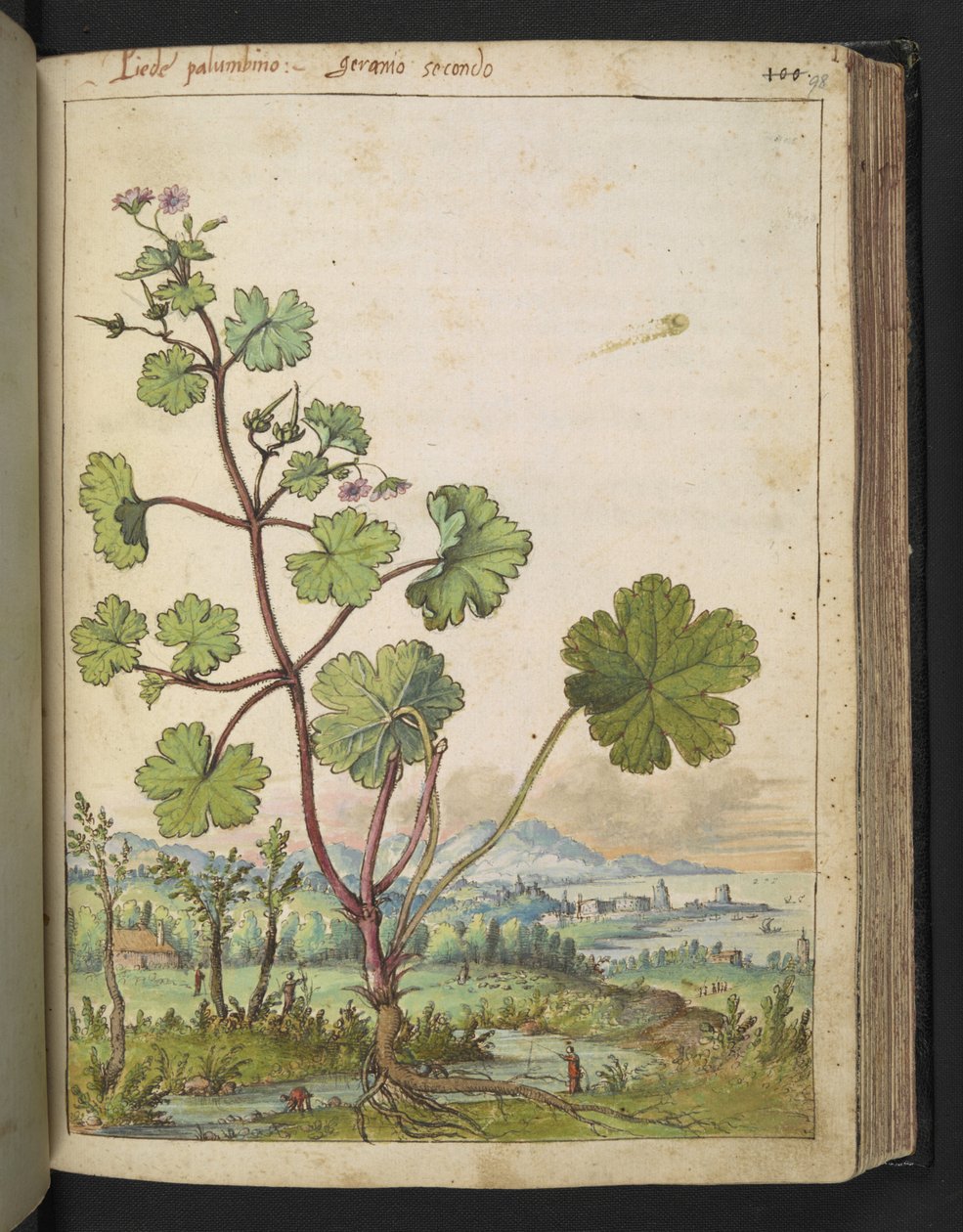 Geranium rotundifolium: En växt med rosa blommor. , från "Paintings of Flora of the Roman States" av Gherardo Cibo, Add MS 22333, f098r, c.1564-84 (akvarell & gouache på papper) av Gherardo Cibo