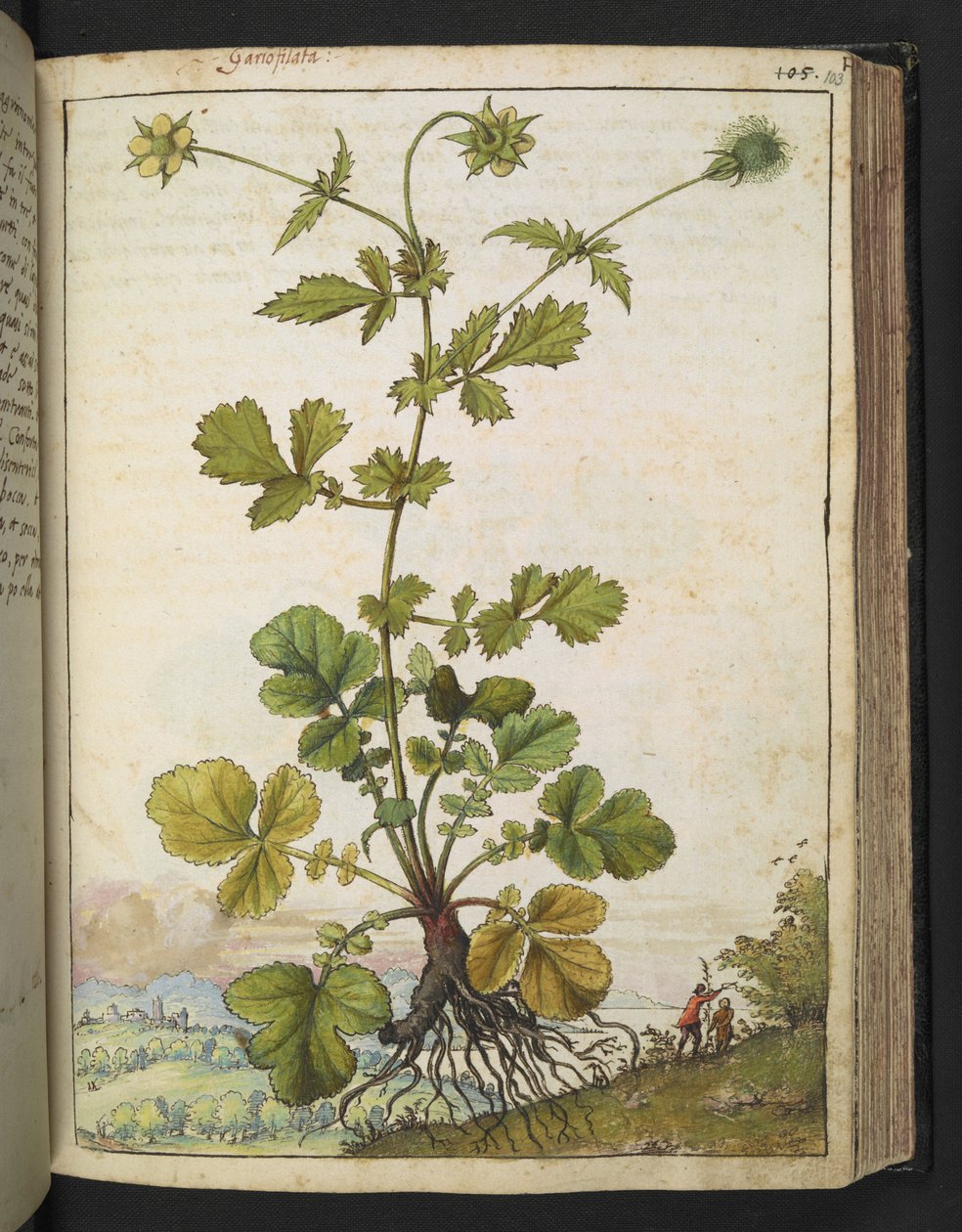Geum urbanum, från "Paintings of Flora of the Roman States" av Gherardo Cibo, Add MS 22333, f103r, c.1564-84 (akvarell & gouache på papper) av Gherardo Cibo