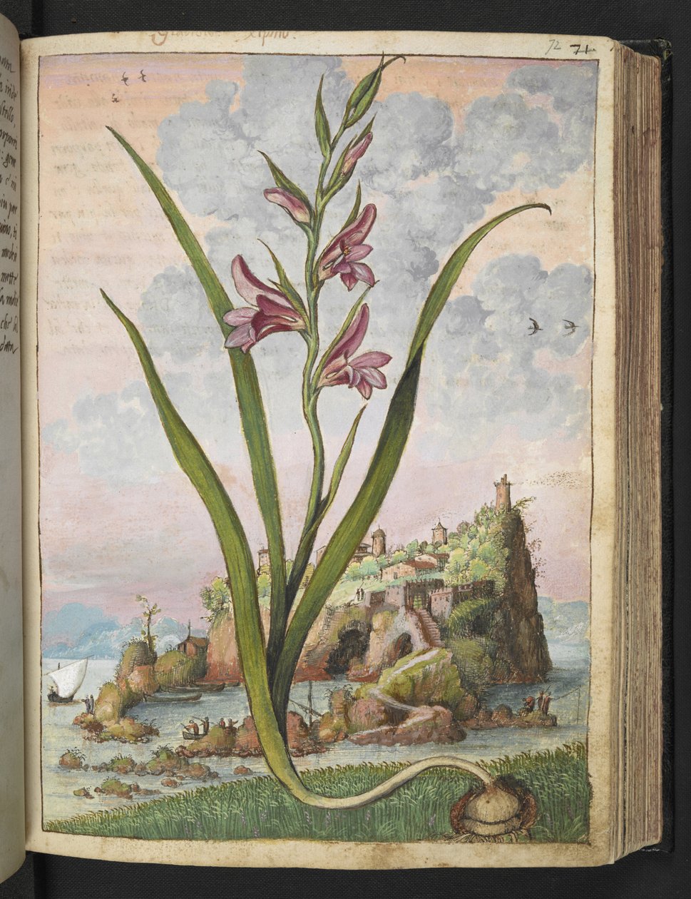 Gladiolus Italicus, från "Paintings of Flora of the Roman States" av Gherardo Cibo, Add MS 22333, f072r, c.1564-84 (akvarell & gouache på papper) av Gherardo Cibo