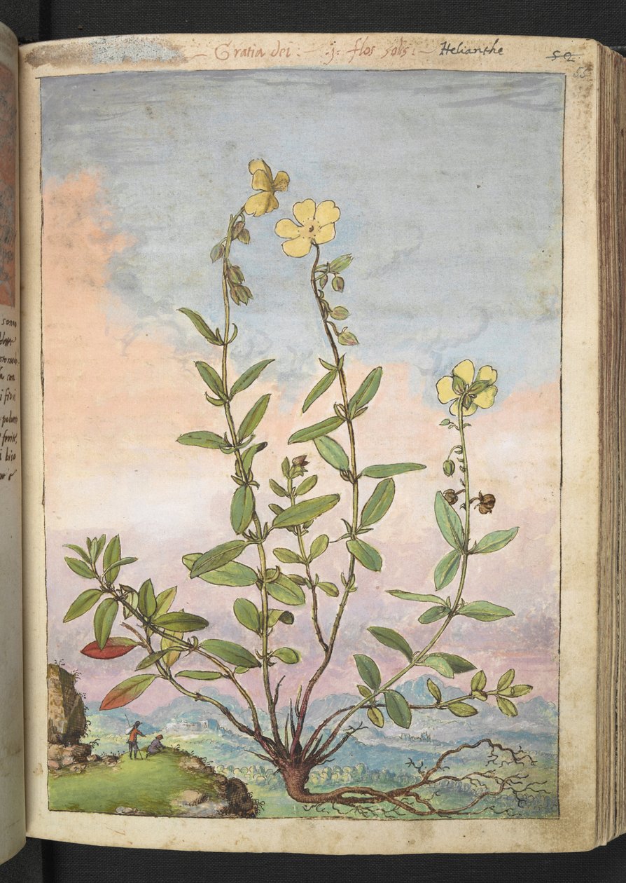 Helianthemum nummularium, från "Paintings of Flora of the Roman States" av Gherardo Cibo, Add MS 22333, f055r, c.1564-84 (akvarell & gouache på papper) av Gherardo Cibo