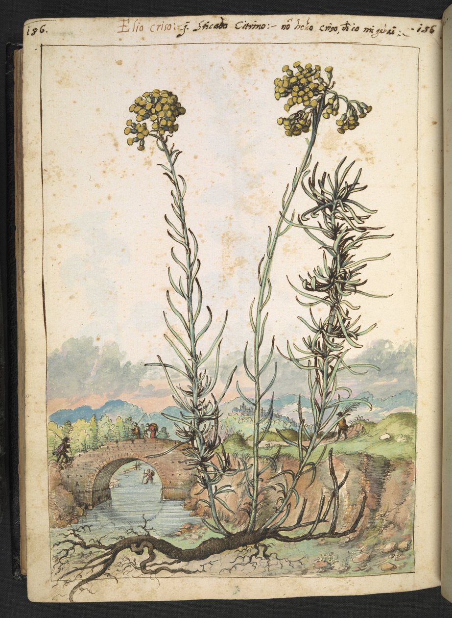 Helichrysum italicum: en växt med gula knoppar, från "Paintings of Flora of the Roman States" av Gherardo Cibo, Add MS 22333, f176v, c.1564-84 (akvarell & gouache på papper) av Gherardo Cibo