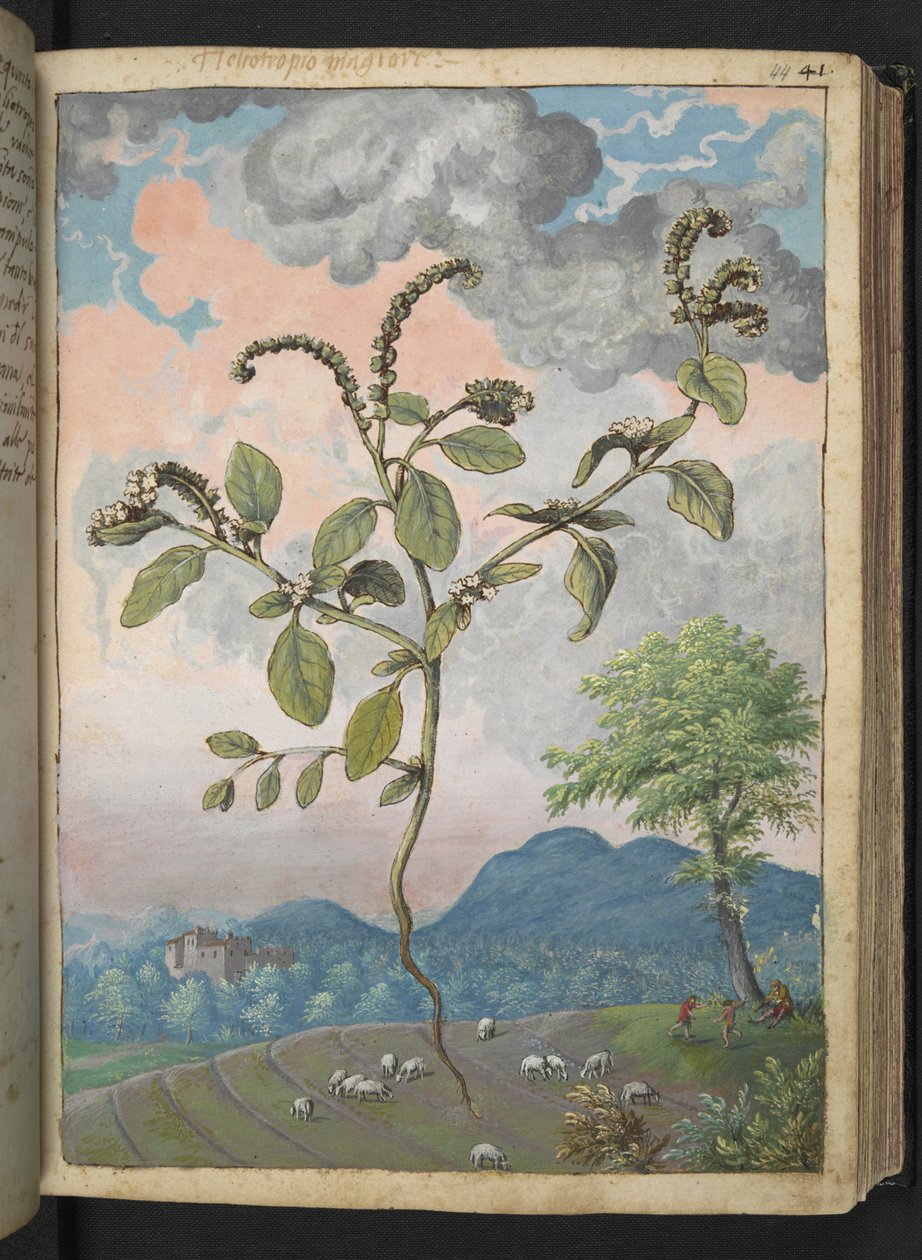 Heliotropium europeanum, från "Paintings of Flora of the Roman States" av Gherardo Cibo, Add MS 22333, f044r, c.1564-84 (akvarell & gouache på papper) av Gherardo Cibo