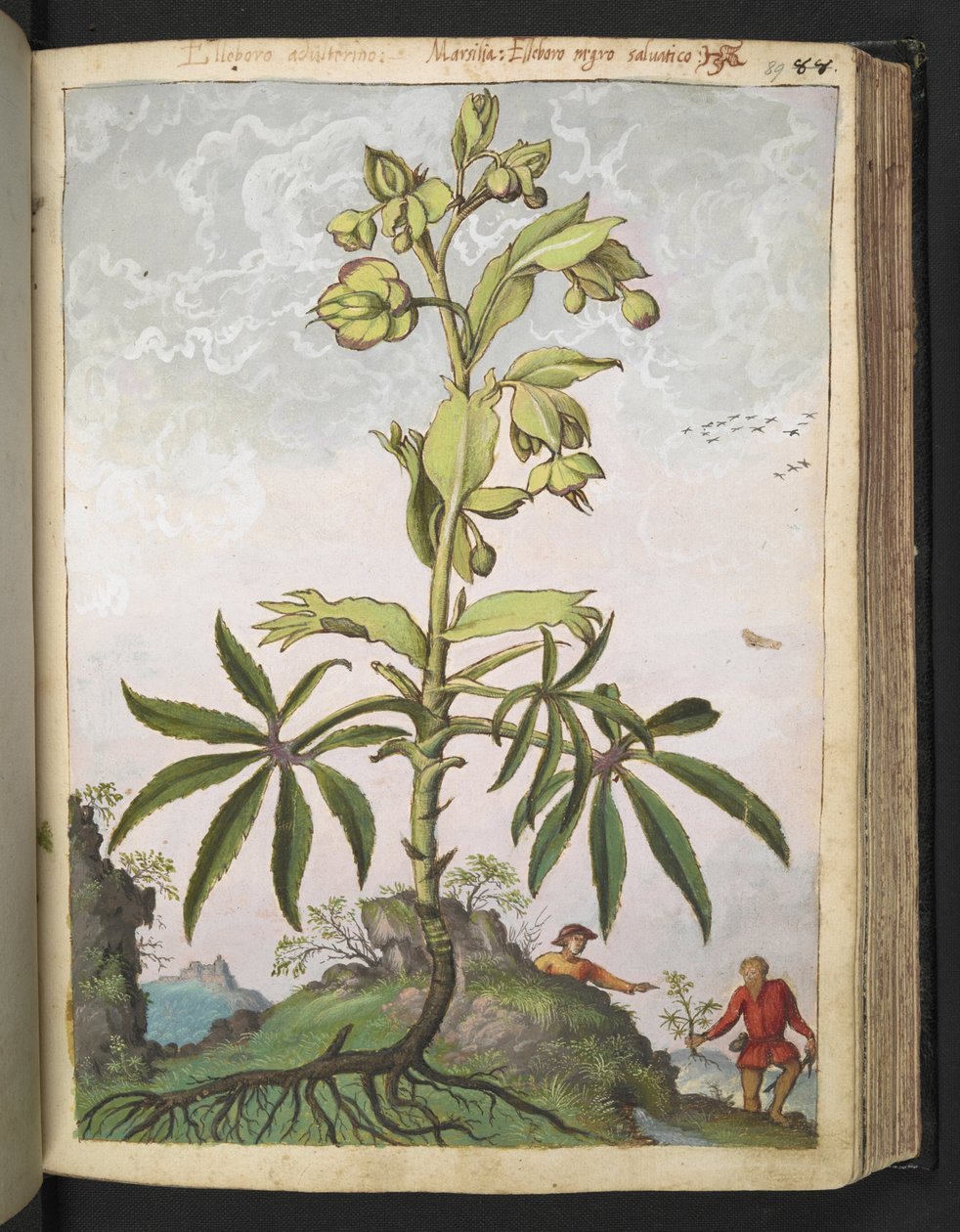 Helleborus foetidus, från "Paintings of Flora of the Roman States" av Gherardo Cibo, Add MS 22333, f089r, c.1564-84 (akvarell & gouache på papper) av Gherardo Cibo