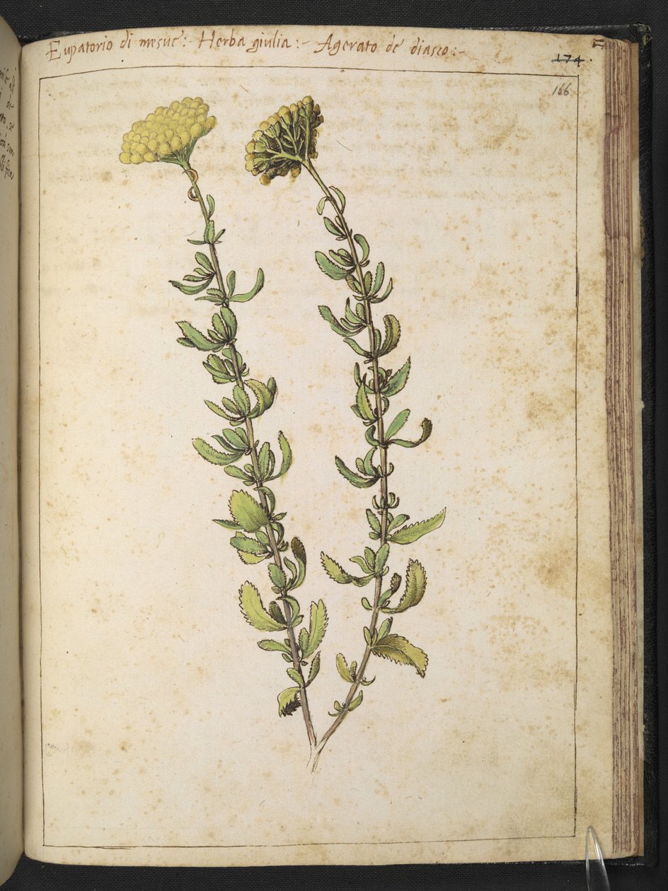 Hampagromon (av släktet Eupatorium), möjligen Njurvikcker, från "Paintings of Flora of the Roman States" av Gherardo Cibo, Add MS 22333, f166r, c.1564-84 (akvarell & gouache på papper) av Gherardo Cibo