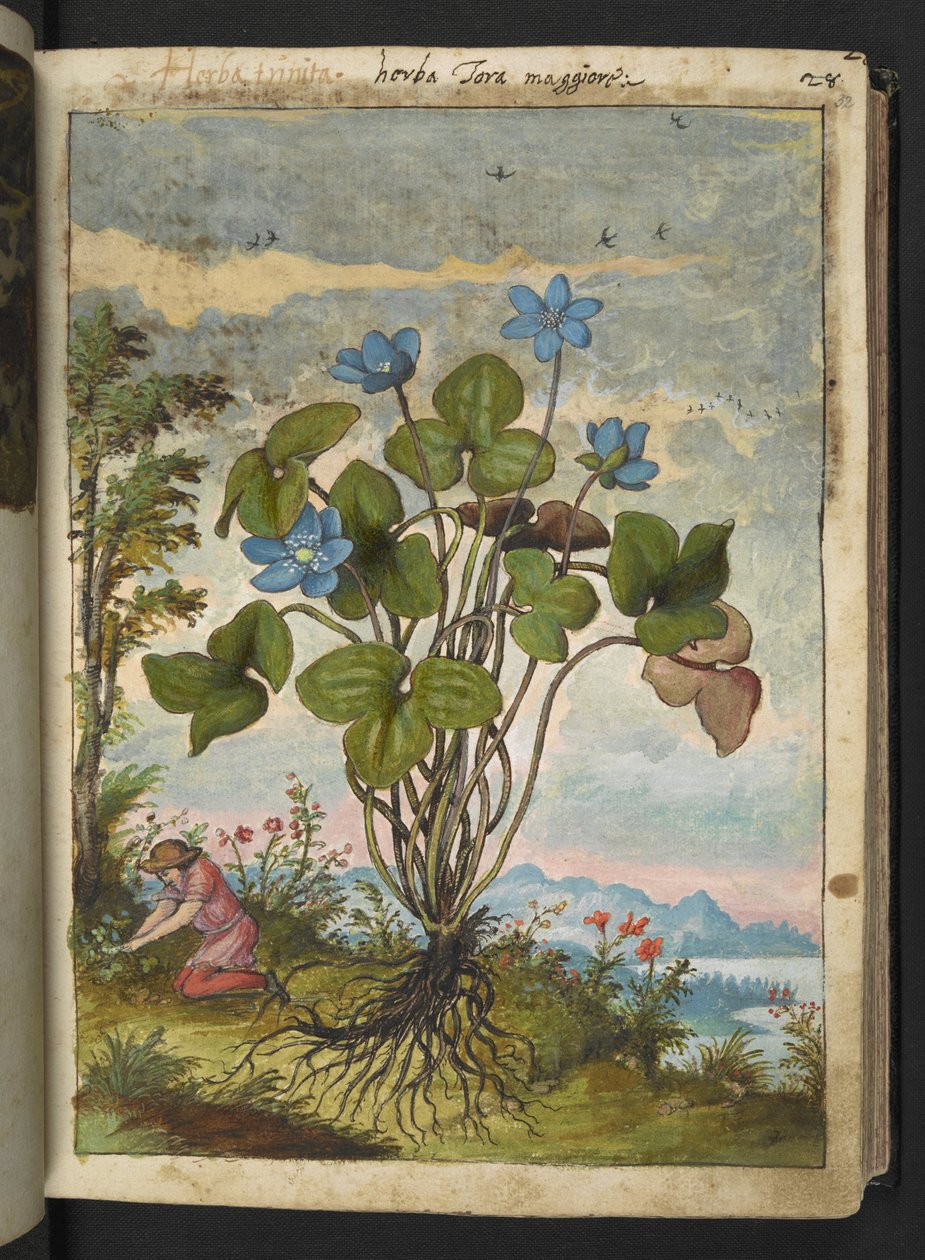 Hepatica nobilis: en växt med blå kronblad och en person som gräver eller pratar sticklingar, från "Paintings of Flora of the Roman States" av Gherardo Cibo, Add MS 22333, f032r, c.1564-84 (akvarell & gouache på papper) av Gherardo Cibo