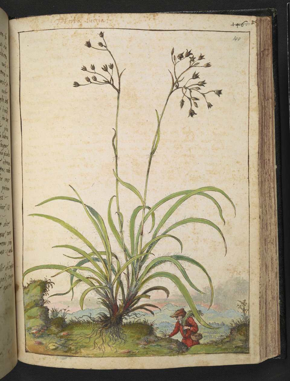 Herba Luccia, från "Paintings of Flora of the Roman States" av Gherardo Cibo, Add MS 22333, f140r, c.1564-84 (akvarell & gouache på papper) av Gherardo Cibo