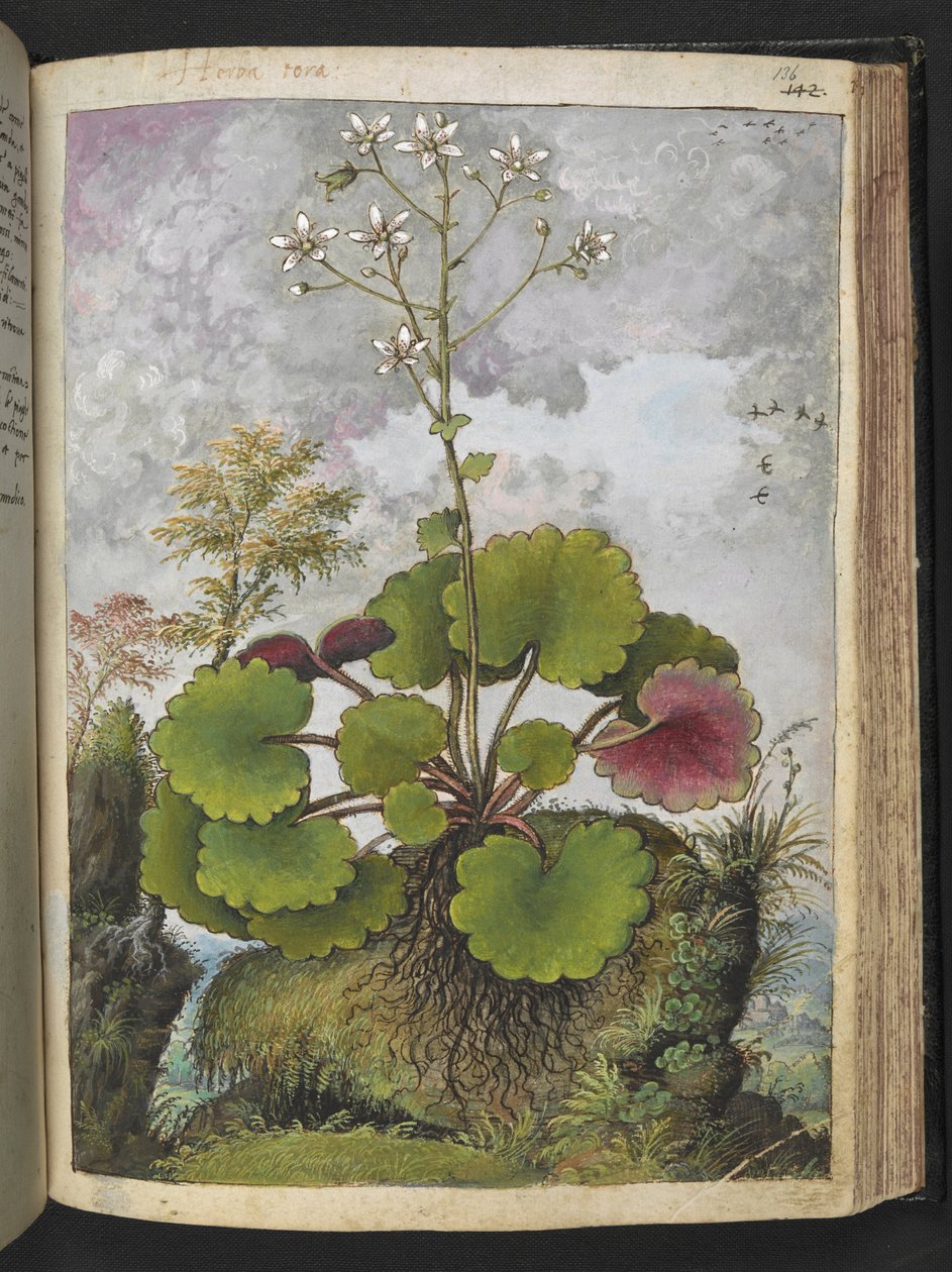 Herba rora: växt med vita kronblad, från "Paintings of Flora of the Roman States" av Gherardo Cibo, Add MS 22333, f136r, c.1564-84 (akvarell & gouache på papper) av Gherardo Cibo