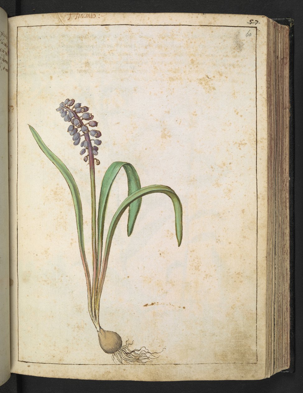 Hyacinthus, från "Paintings of Flora of the Roman States" av Gherardo Cibo, Add MS 22333, f060r, c.1564-84 (akvarell & gouache på papper) av Gherardo Cibo