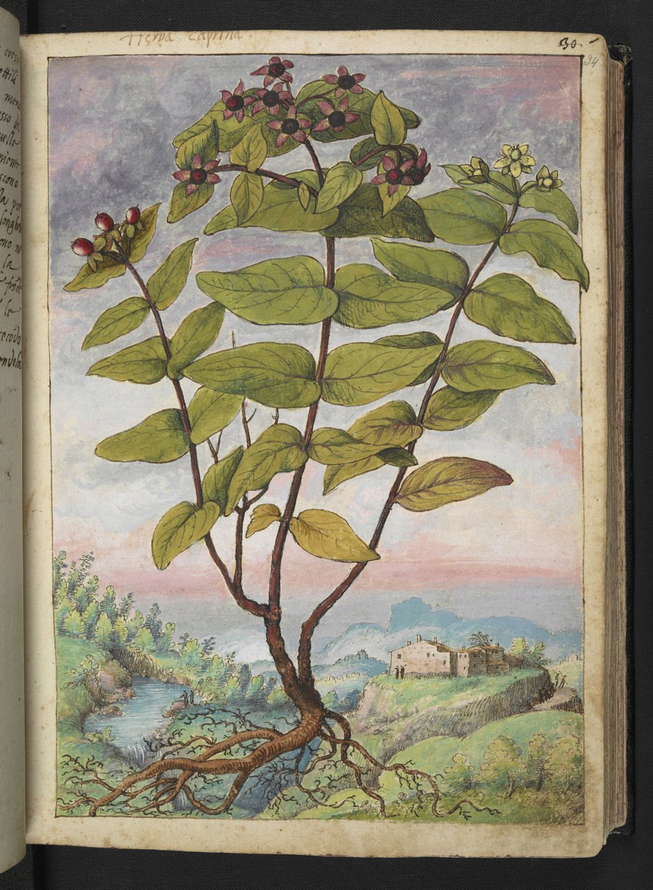 Hypericum hircinum, från "Paintings of Flora of the Roman States" av Gherardo Cibo, Add MS 22333, f034r, c.1564-84 (akvarell & gouache på papper) av Gherardo Cibo