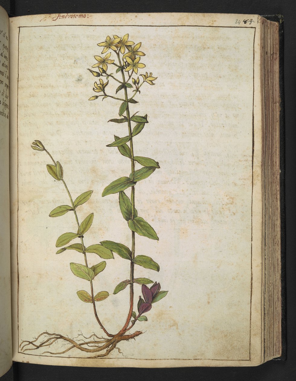 Hypericum perfoliatum, från "Paintings of Flora of the Roman States" av Gherardo Cibo, Add MS 22333, f084r, c.1564-84 (akvarell & gouache på papper) av Gherardo Cibo