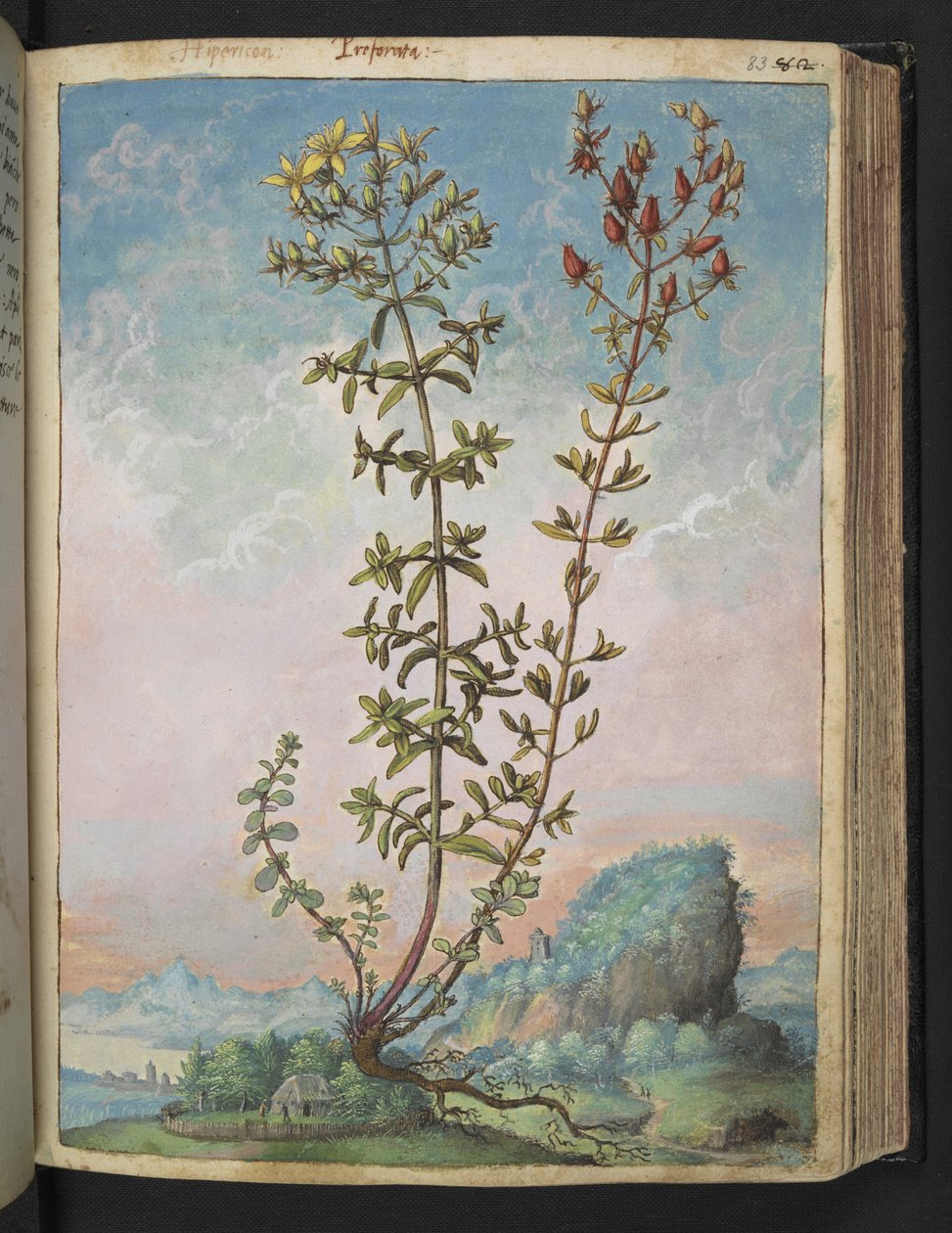 Hypericum perforatum, från "Paintings of Flora of the Roman States" av Gherardo Cibo, Add MS 22333, f083r, c.1564-84 (akvarell & gouache på papper) av Gherardo Cibo