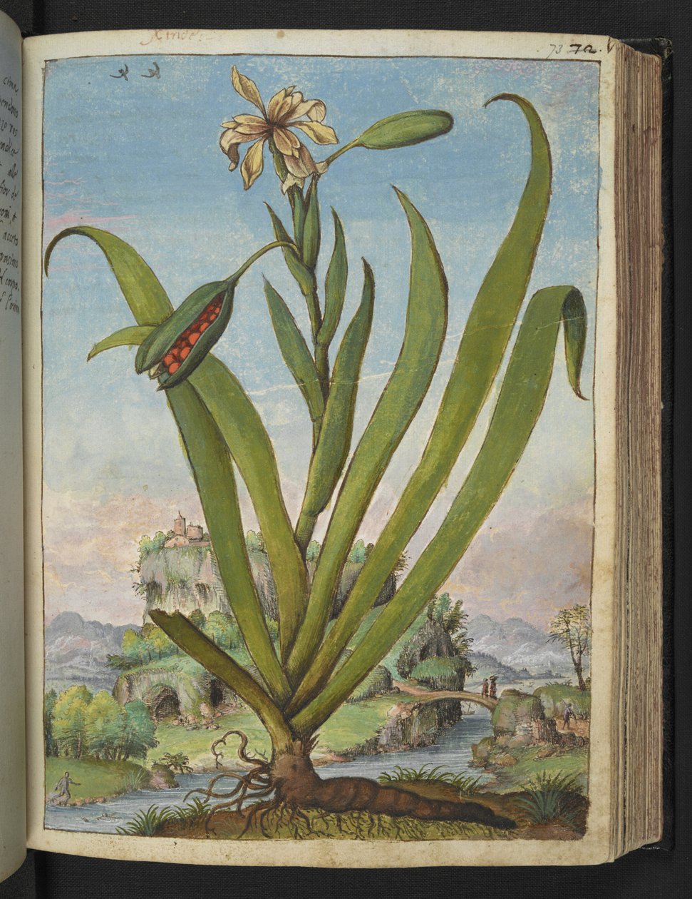 Iris Foetidissima: Blommande växt med fröskidor, från "Paintings of Flora of the Roman States" av Gherardo Cibo, Add MS 22333, f073r, c.1564-84 (akvarell & gouache på papper) av Gherardo Cibo