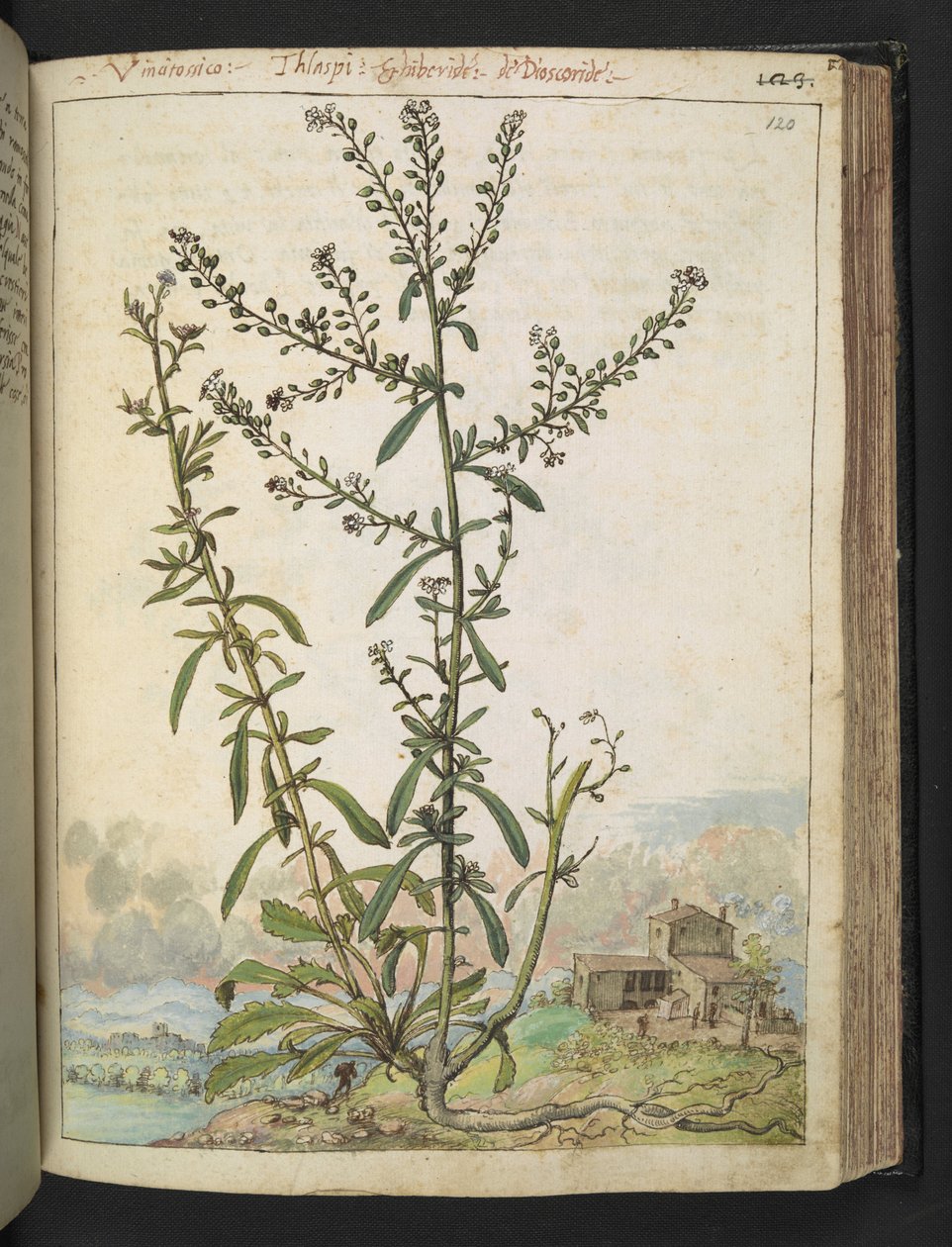 Lepidium graminifolium, från "Paintings of Flora of the Roman States" av Gherardo Cibo, Add MS 22333, f120r, c.1564-84 (akvarell & gouache på papper) av Gherardo Cibo