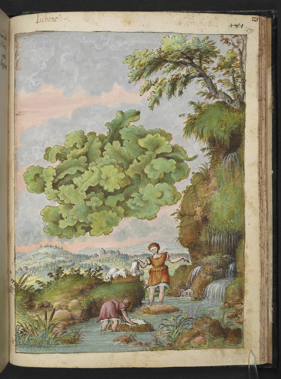 Lichen and woomem tvättar kläder eller päls i en pool, från "Paintings of Flora of the Roman States" av Gherardo Cibo, Add MS 22333, f171r, c.1564-84 (akvarell & gouache på papper) av Gherardo Cibo