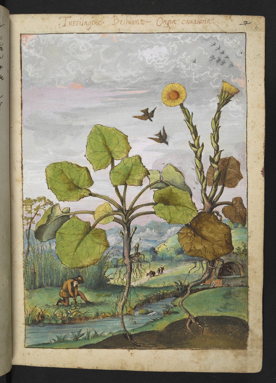 Ligularia tussilaginea (leopardväxt), från "Paintings of Flora of the Roman States" av Gherardo Cibo, Add MS 22333, f011r, c.1564-84 (akvarell & gouache på papper) av Gherardo Cibo