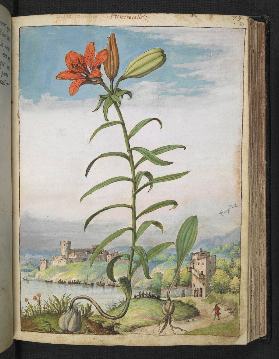 Lilium bulbiferum: En växt med röda kronblad, från "Paintings of Flora of the Roman States" av Gherardo Cibo, Add MS 22333, f080r, c.1564-84 (akvarell & gouache på papper) av Gherardo Cibo