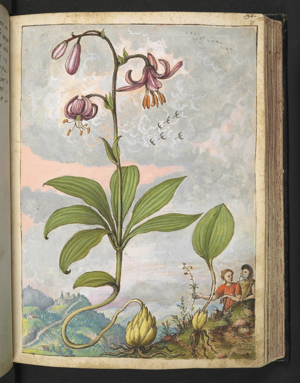 Lilium martagon, från "Paintings of Flora of the Roman States" av Gherardo Cibo, Add MS 22333, f081r, c.1564-84 (akvarell & gouache på papper) av Gherardo Cibo