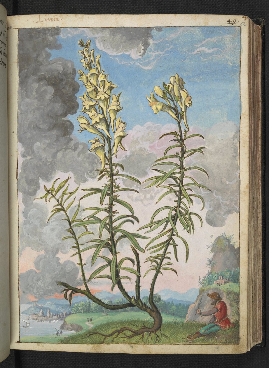 Linaria vulgaris, från "Paintings of Flora of the Roman States" av Gherardo Cibo, Add MS 22333, f052r, c.1564-84 (akvarell & gouache på papper) av Gherardo Cibo