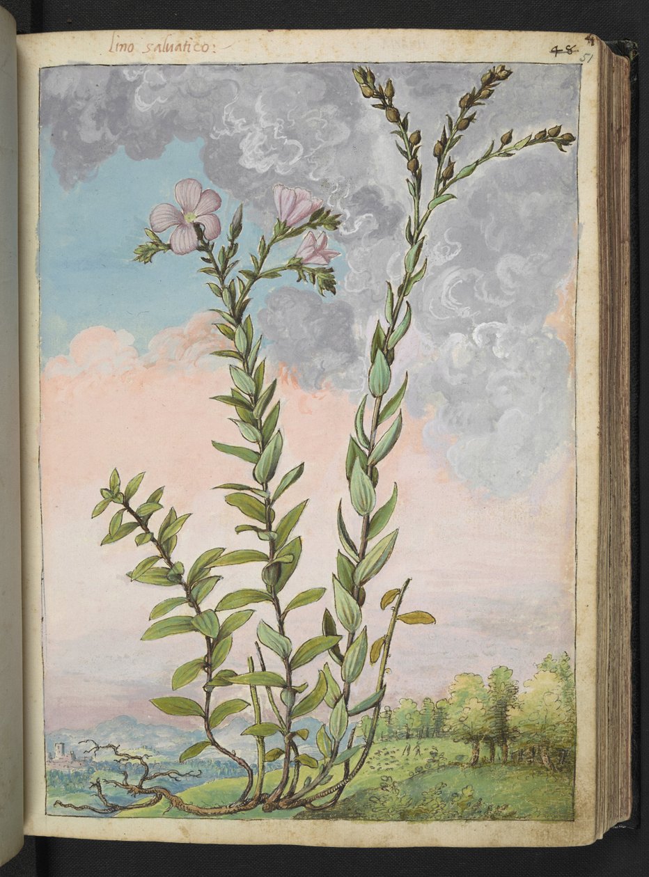 Linum viscosum: En hög växt med rosa blommor, från "Paintings of Flora of the Roman States" av Gherardo Cibo, Add MS 22333, f051r, c.1564-84 (akvarell & gouache på papper) av Gherardo Cibo