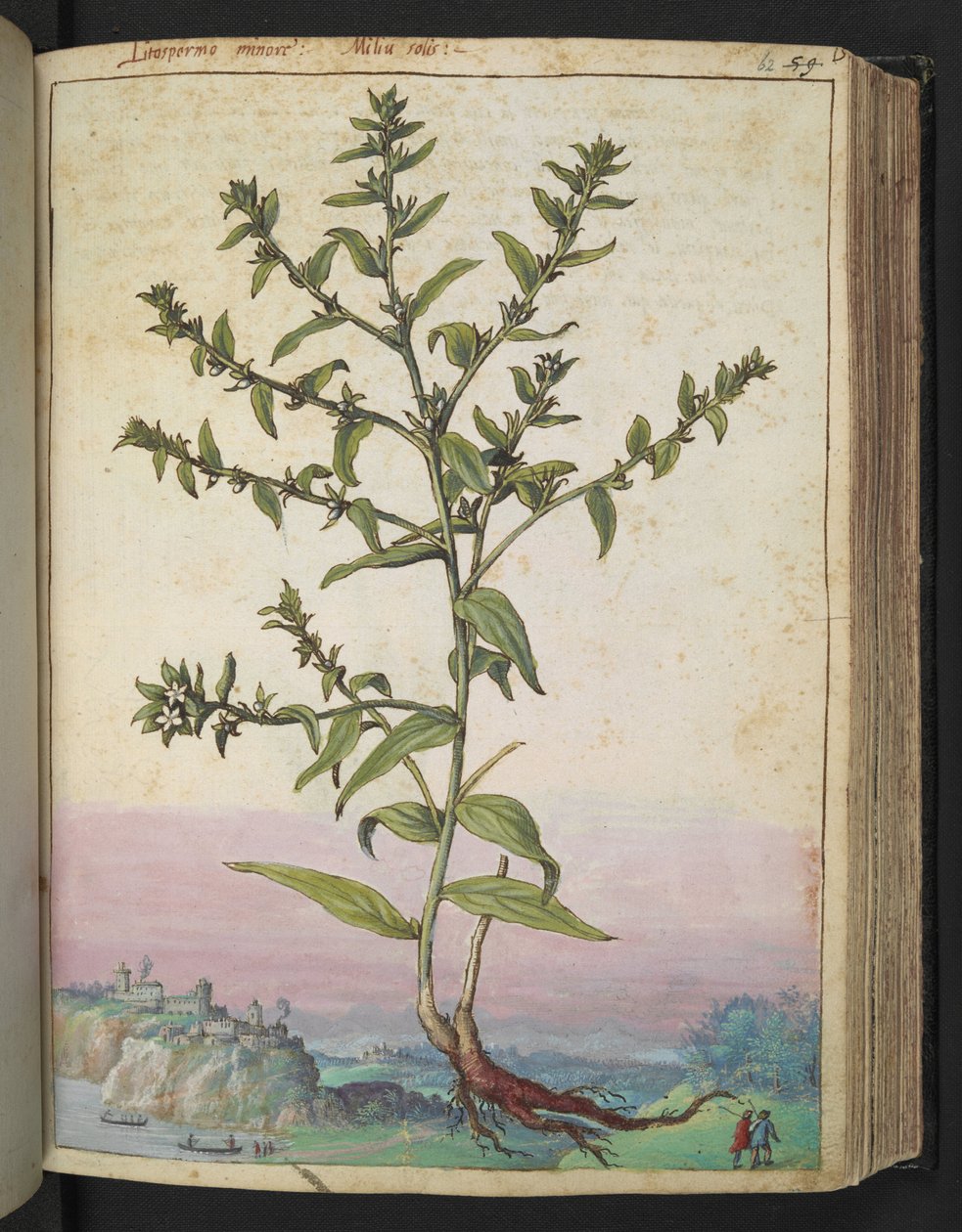 Lithospermum officinale, från "Paintings of Flora of the Roman States" av Gherardo Cibo, Add MS 22333, f062r, c.1564-84 (akvarell & gouache på papper) av Gherardo Cibo