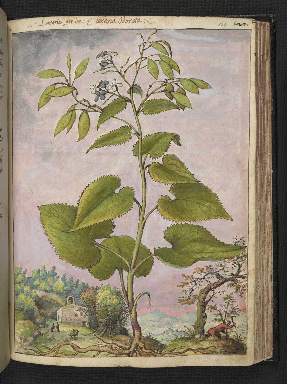 Lunaria redivivia, från "Paintings of Flora of the Roman States" av Gherardo Cibo, Add MS 22333, f124r, c.1564-84 (akvarell & gouache på papper) av Gherardo Cibo