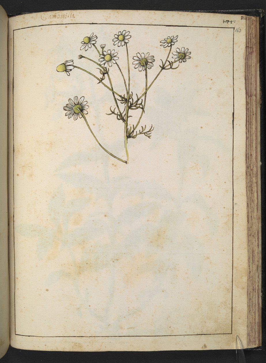 Matricaria chamomilla (Camomille), från "Paintings of Flora of the Roman States" av Gherardo Cibo, Add MS 22333, f163r, c.1564-84 (akvarell & gouache på papper) av Gherardo Cibo