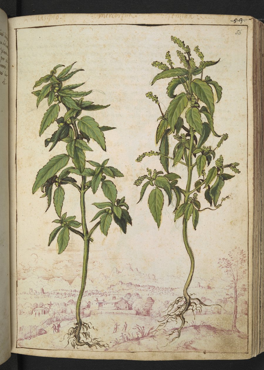 Mercurialis annua, från "Paintings of Flora of the Roman States" av Gherardo Cibo, Add MS 22333, f056r, c.1564-84 (akvarell & gouache på papper) av Gherardo Cibo