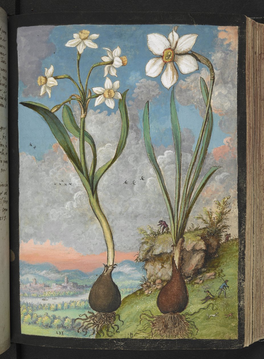Narcissus tazetta och Narcissus poeticu: Växter med vita kronblad, från "Paintings of Flora of the Roman States" av Gherardo Cibo, Add MS 22333, f059r, c.1564-84 (akvarell & gouache på papper) av Gherardo Cibo