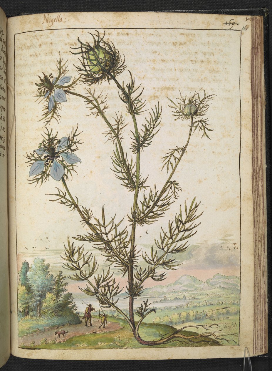 Nigella damascena, från "Paintings of Flora of the Roman States" av Gherardo Cibo, Add MS 22333, f161r, c.1564-84 (akvarell & gouache på papper) av Gherardo Cibo