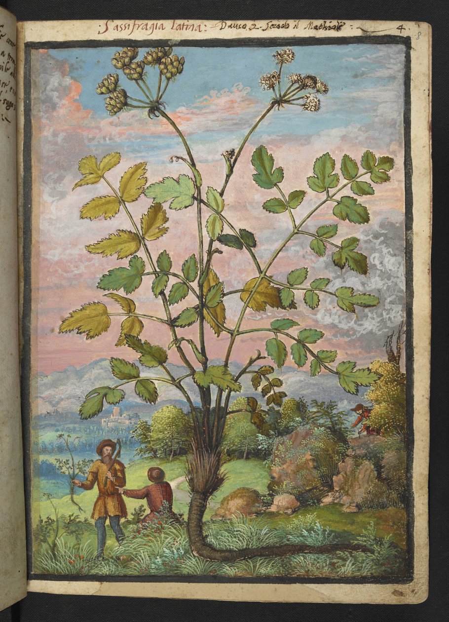 Oenanthe crocata, från "Paintings of Flora of the Roman States" av Gherardo Cibo, Add MS 22333, f008r, c.1564-84 (akvarell & gouache på papper) av Gherardo Cibo