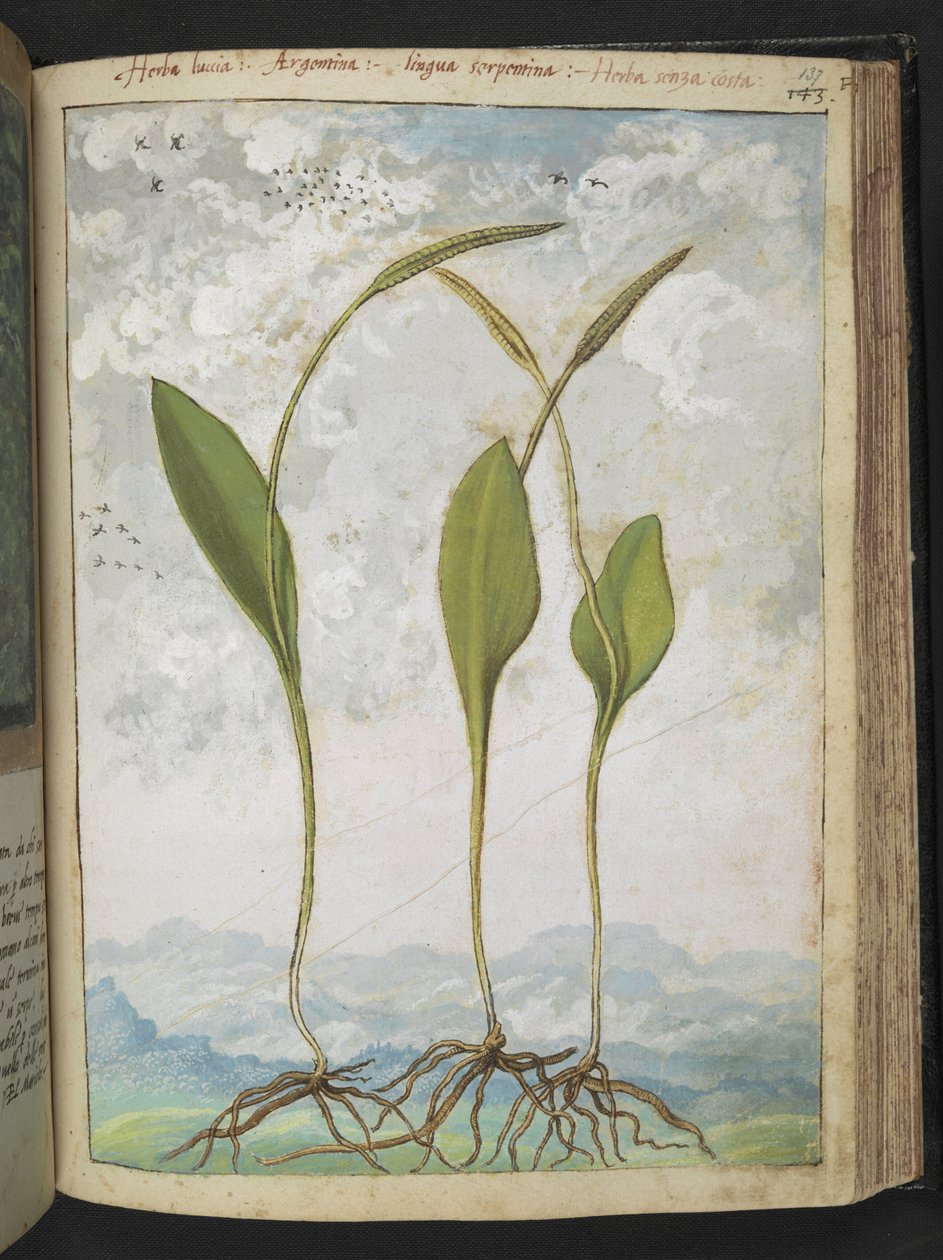 Ophioglossum vulgatum, från "Paintings of Flora of the Roman States" av Gherardo Cibo, Add MS 22333, f137r, c.1564-84 (akvarell & gouache på papper) av Gherardo Cibo