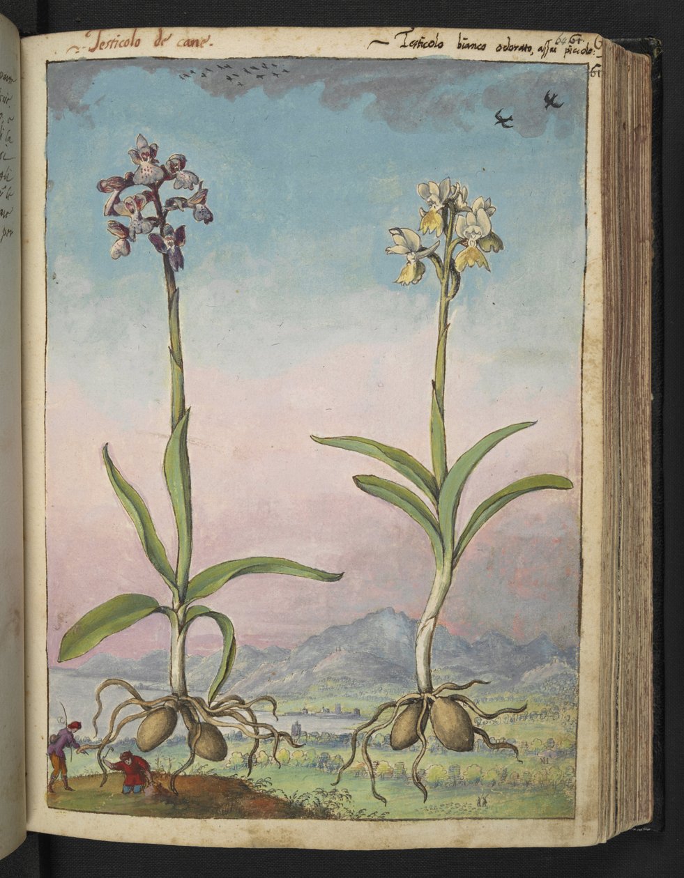 Orchis pallens: Två blommande växter, från "Paintings of Flora of the Roman States" av Gherardo Cibo, Add MS 22333, f064r, c.1564-84 (akvarell & gouache på papper) av Gherardo Cibo