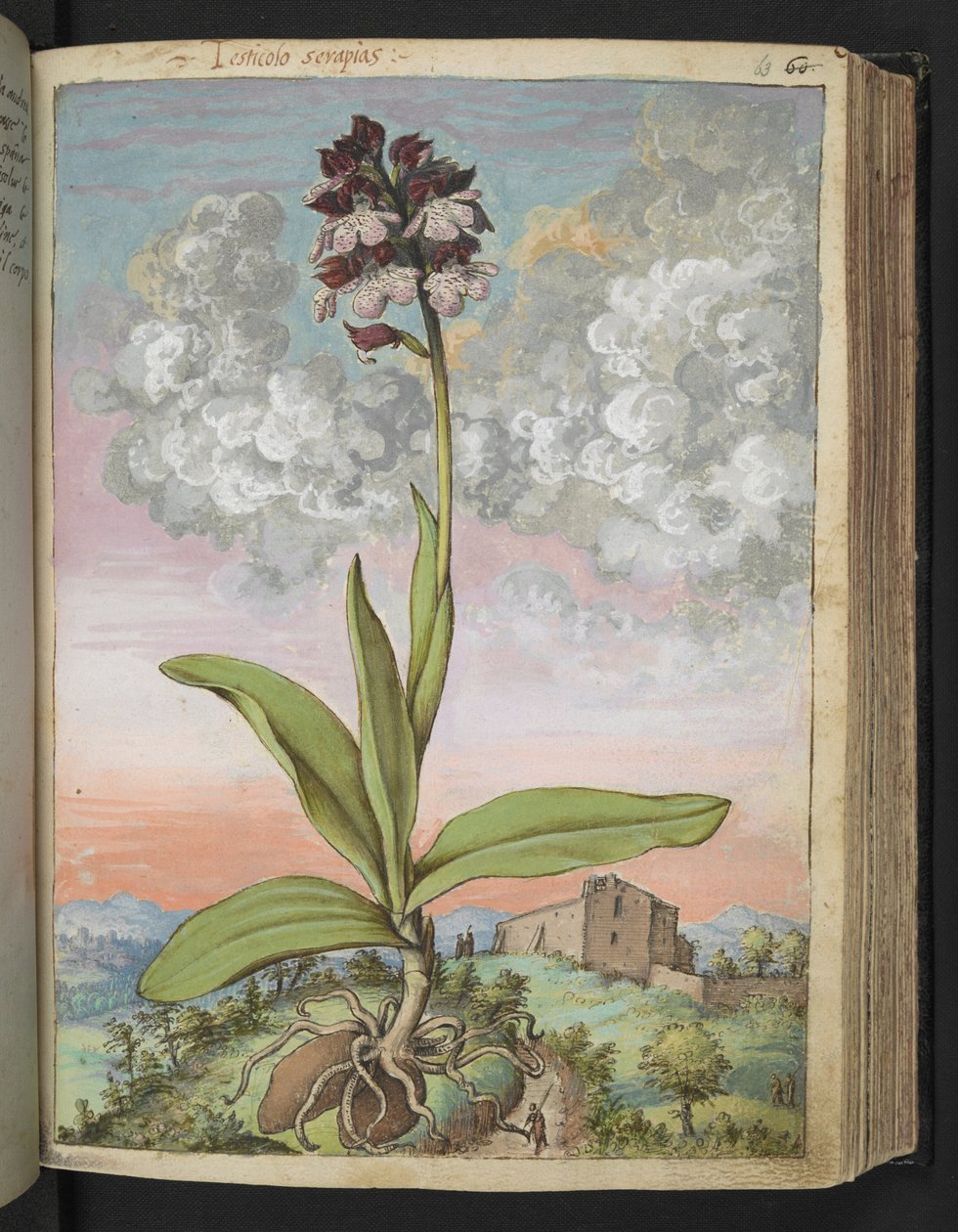 Orchis serapias, från "Paintings of Flora of the Roman States" av Gherardo Cibo, Add MS 22333, f063r, c.1564-84 (akvarell & gouache på papper) av Gherardo Cibo