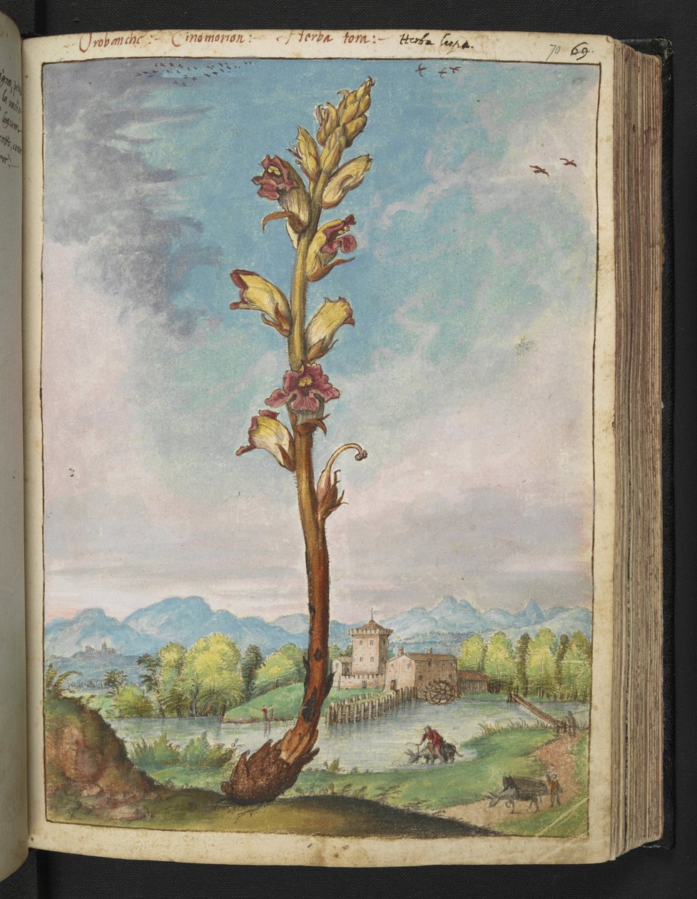 Orobanche gracilis, från "Paintings of Flora of the Roman States" av Gherardo Cibo, Add MS 22333, f070r, c.1564-84 (akvarell & gouache på papper) av Gherardo Cibo