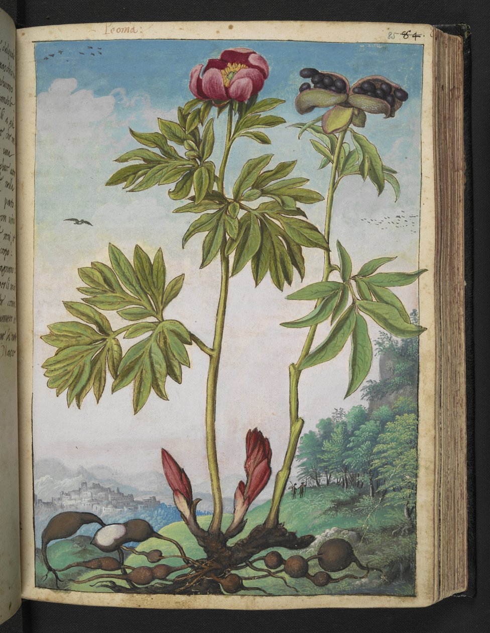 Paeonia officinalis, från "Paintings of Flora of the Roman States" av Gherardo Cibo, Add MS 22333, f085r, c.1564-84 (akvarell & gouache på papper) av Gherardo Cibo