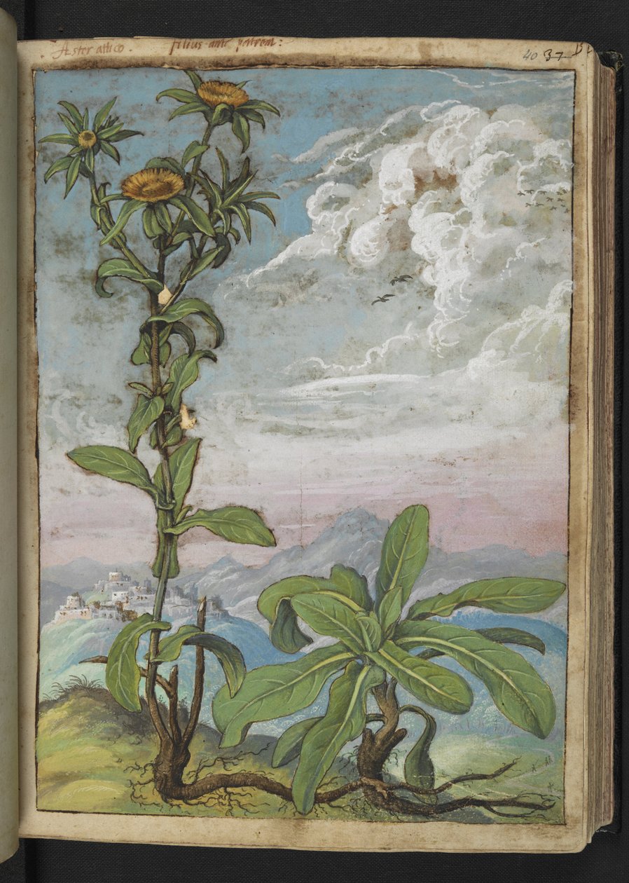 Pallenis spinosa, från "Paintings of Flora of the Roman States" av Gherardo Cibo, Add MS 22333, f040r, c.1564-84 (akvarell & gouache på papper) av Gherardo Cibo