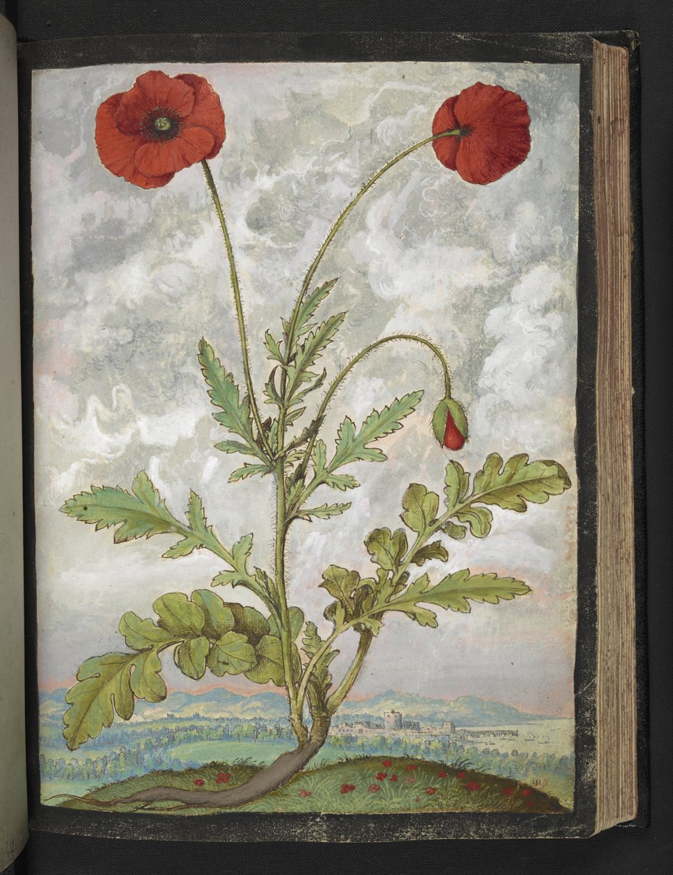 Papaver rhoeas (vallmo), från "Paintings of Flora of the Roman States" av Gherardo Cibo, Add MS 22333, f107r, c.1564-84 (akvarell & gouache på papper) av Gherardo Cibo
