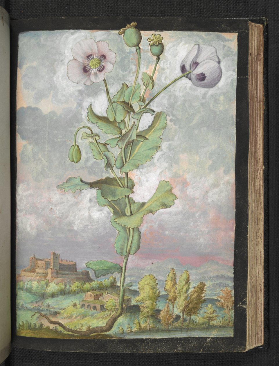 Papaver somniferum: En växt med vita kronblad, från "Paintings of Flora of the Roman States" av Gherardo Cibo, Add MS 22333, f108r, c.1564-84 (akvarell & gouache på papper) av Gherardo Cibo