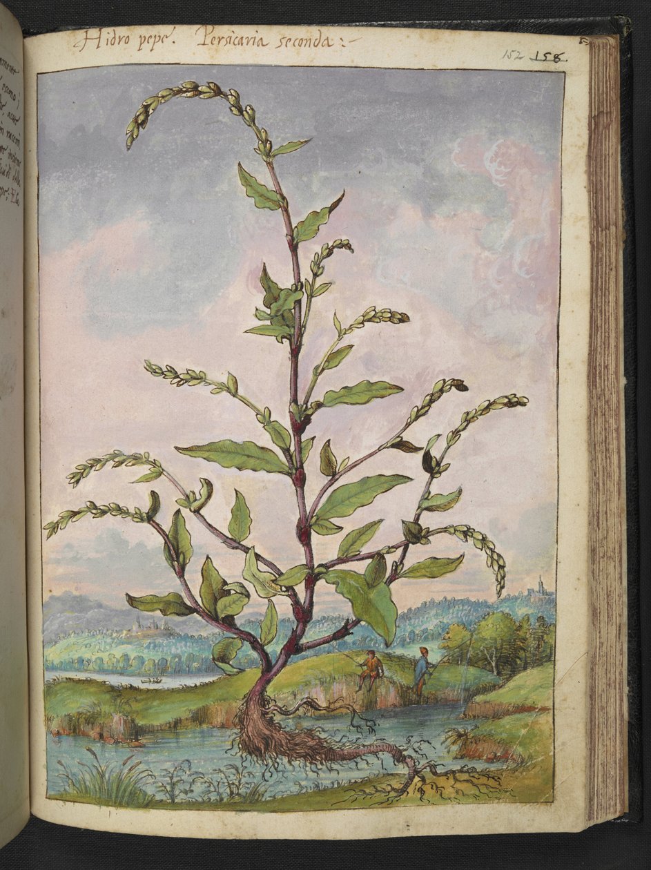 Persicaria hydropiper, från "Paintings of Flora of the Roman States" av Gherardo Cibo, Add MS 22333, f152r, c.1564-84 (akvarell & gouache på papper) av Gherardo Cibo
